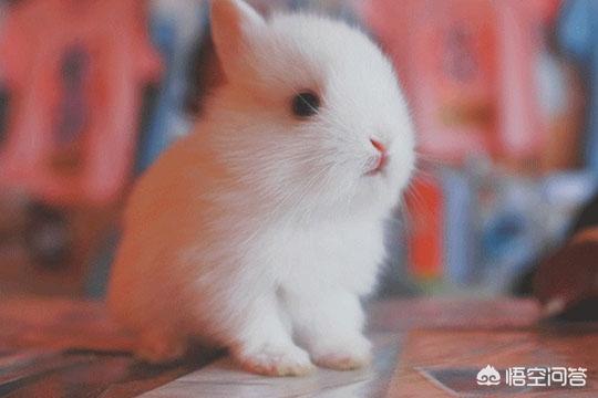 兔子眼里有异物是咋回事，兔子嘴巴眼睛都有白色，兔子眼上有白色膜是怎么一回事
