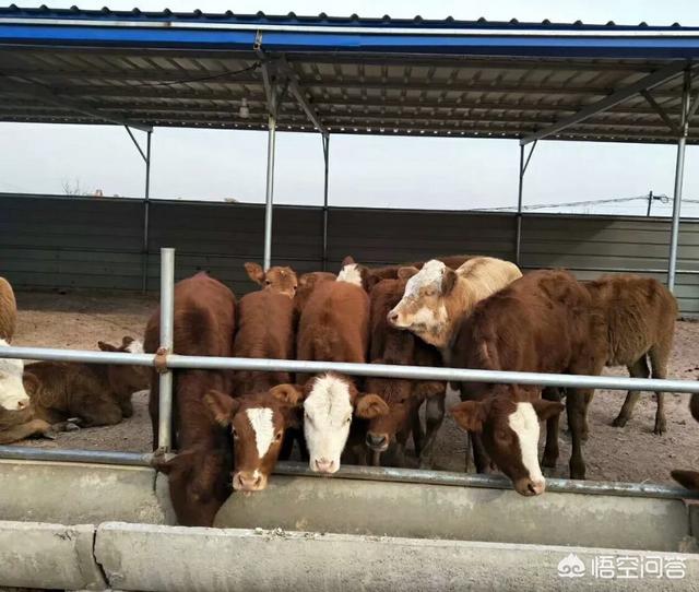 擎天柱牛王:关羽和张飞，一个卖枣一个杀猪，武功为什么能这么厉害？ ？