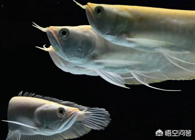 银龙鱼常见病有哪些，银龙眼睛有层白膜怎么解决