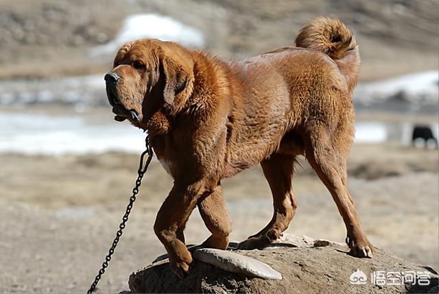 猎狐犬打猎怎么样:想买两只可以打猎的狗狗，哪种比较合适？