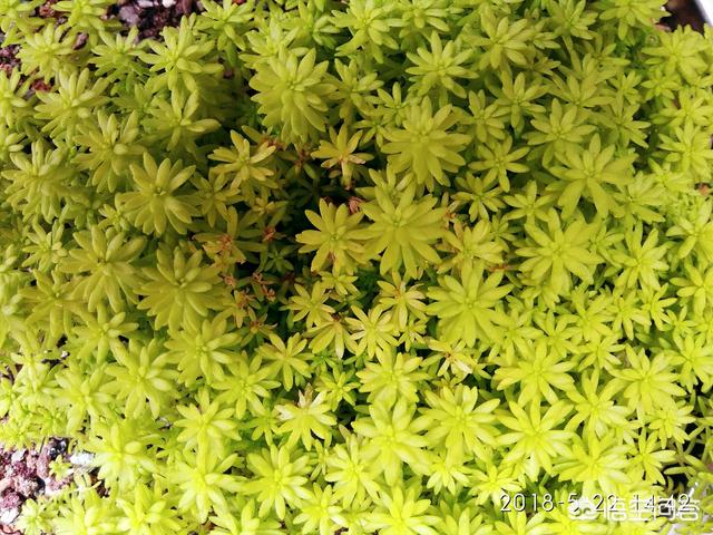 黄金草的种植风险:一株黄金草种植，放到泥炭土表面可以吗？土要潮湿吗？