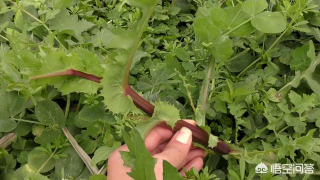 春雷已过,你们那里有什么野菜可以采摘？