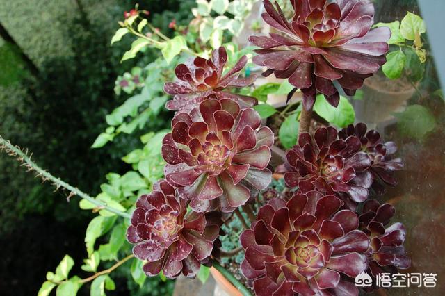 魔南景天夏季落叶怎么办:多肉植物的叶子变黄快要脱落了?怎么办？