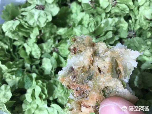 农村榆树上结的榆钱可以做哪些菜品？