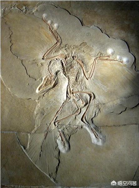 真龙的图片天上飞的龙，天上飞的鸟是恐龙进化而来的吗有什么依据