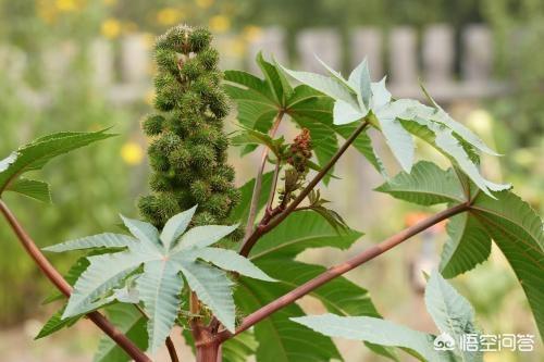 鸡母珠:你认为地球上最毒的植物是哪种