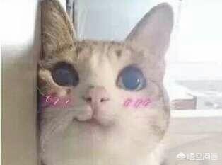 如何通过微信进行文字表情制作(微信表情包制作改文字)