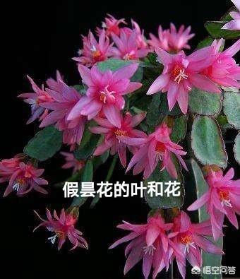 假昙花群:蟹爪兰假昙花仙人指怎样养护？