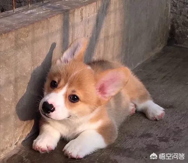 柯基犬图片:养狗为什么最好不要选择柯基犬？