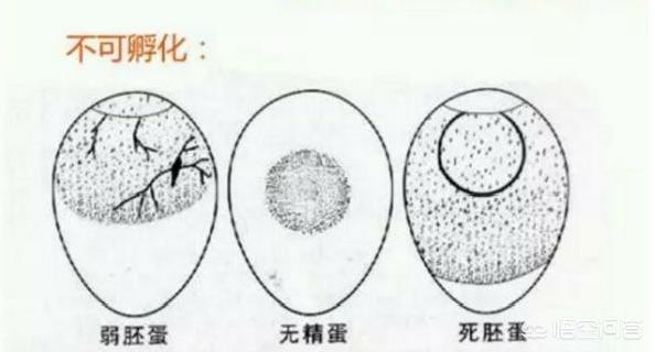 梦见没有毛的鹅,农民在挑选种鹅时，为什么要看毛？