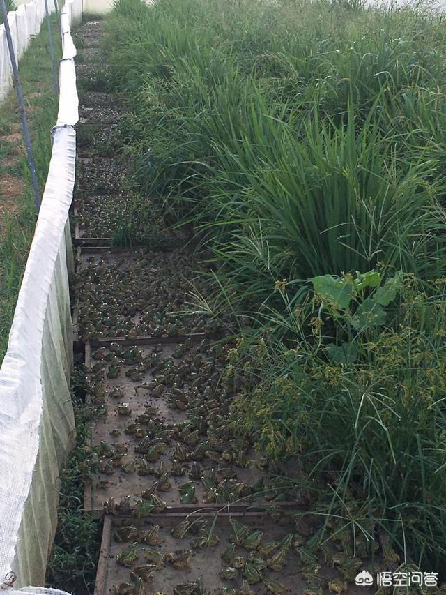 宏星香猪养殖合作社:在农村，种植还是养殖利润高？