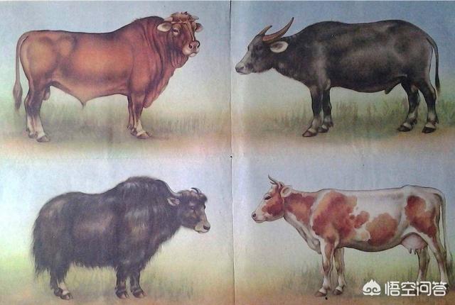 白肢野牛一般生活在什么地方，最大的牛有多大主要在哪里生存