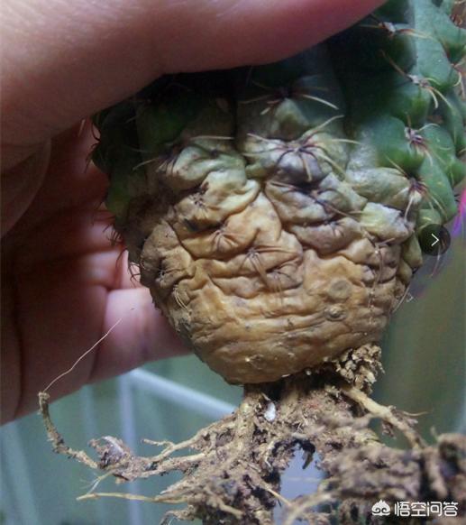 头条问答 - 仙人球下部分干瘪了,怎么救?(2个回答)