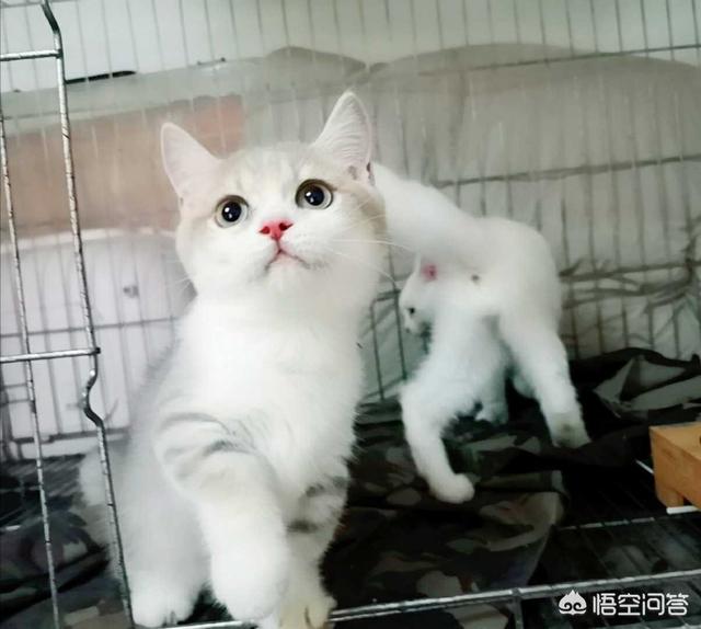 闷猫:哪些养猫行为，其实是在让猫承受痛苦？