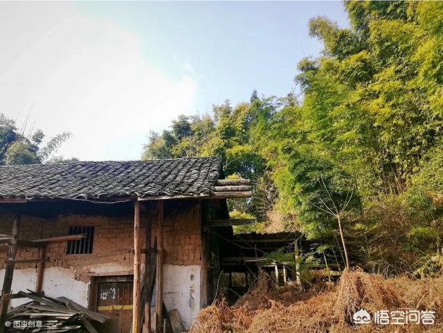 庭竹:农村俗语＂门前不栽竹，房后不栽树＂是什么意思有道理吗