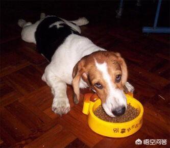 小巴哥犬怎么怎么补充营养:巴哥犬挑食，补充狗粮时该怎么办？