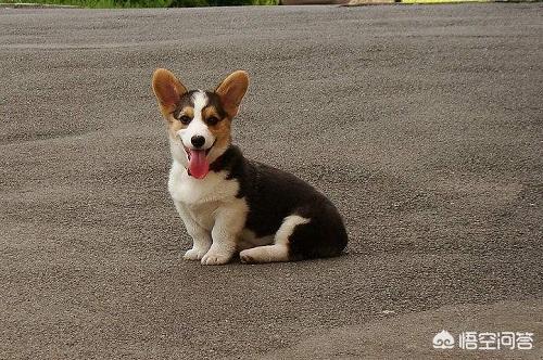 柯基犬图片:英国王室为什么如此喜爱柯基？