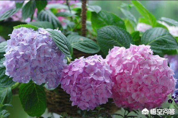 花店绣球花价格:天蓝绣球花新手适合养吗，应该怎么养？