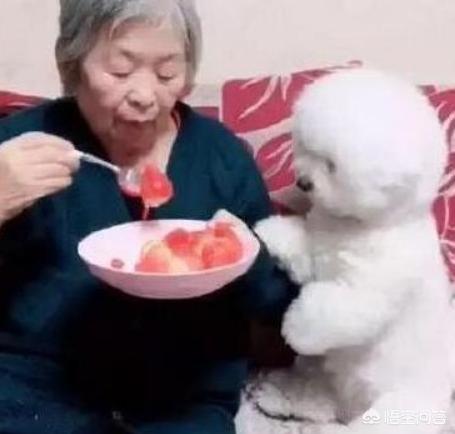 比熊犬好养吗:饲养比熊简单吗，会有哪些难事？