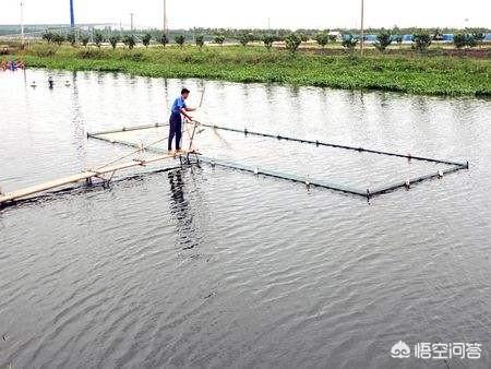 观赏鱼养殖碱性水:观赏鱼养殖方法和技巧 农村的盐碱地能用来养鱼吗？如果能，该注意哪些问题？