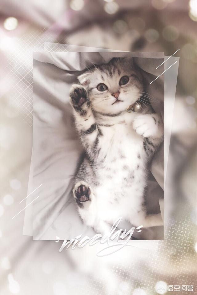 我们家猫咪快要生了，跟前跟后的一直望着我叫，给猫粮也不吃了。是什么原因？插图32