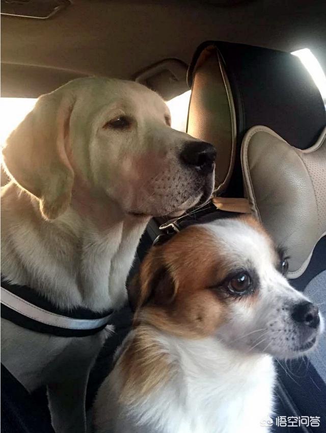德牧图片:公的纯黑色的的德国牧羊犬有多大？如何饲养？