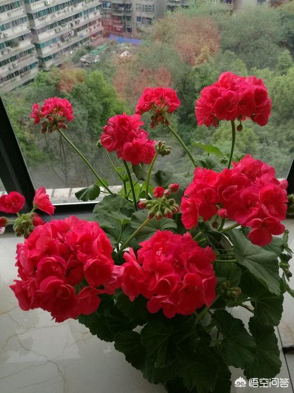 洋绣球天竺葵图片:家庭种植天竺葵每年春天买，夏季挂，怎么养殖好天竺葵呢？