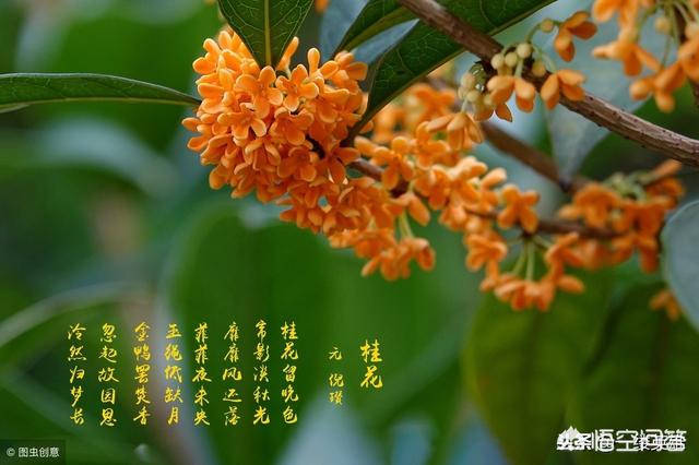 鸟鸣涧古诗唐王维怎么写:王维的《鸟鸣涧》是描写秋天还是描写春天？