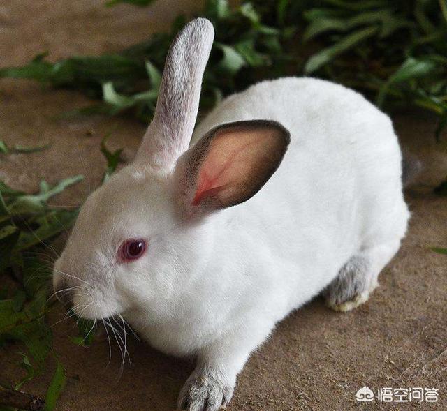 有3万元在农村养兔怎么样？可行吗？