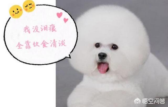 比熊图片:饲养比熊犬，有什么事情是主人要做好的呢？
