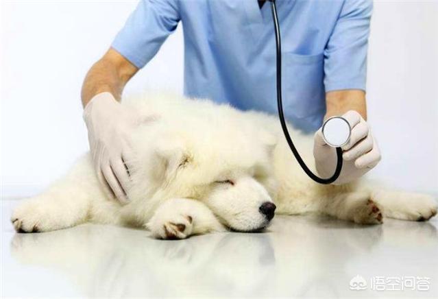 巨贵犬护主人吗:巨贵保护主人吗 巨贵犬掉很多毛是怎么回事？