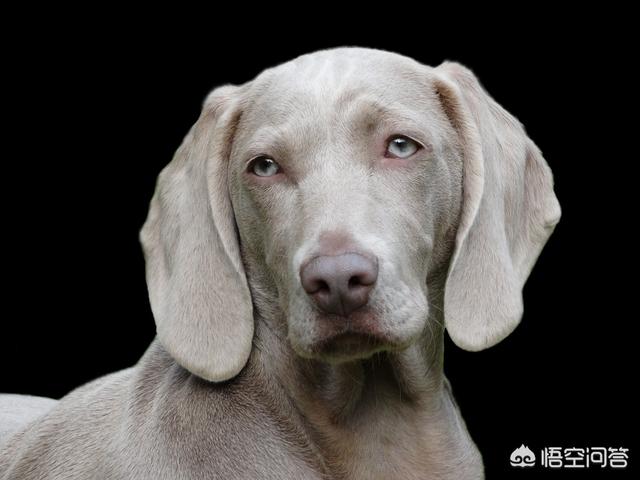 贝生吉犬是种好奇心很旺盛的狗:12星座对应的狗狗是哪些？