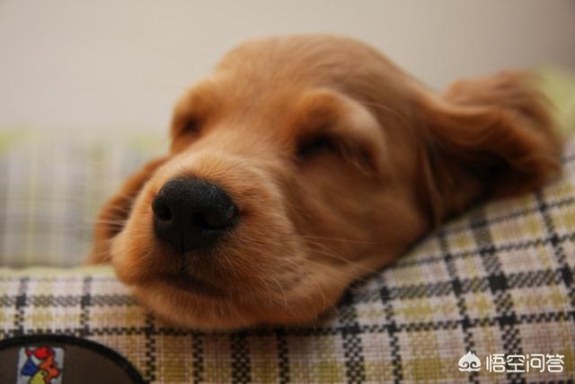 贝生吉犬是种好奇心很旺盛的狗:12星座对应的狗狗是哪些？