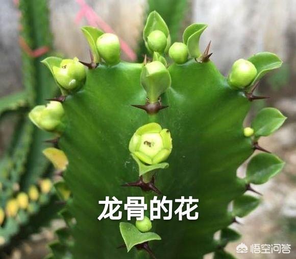 量天尺怎么换盆:量天尺怎么移盆 刚买了一盆蟹爪兰准备换盆，应该用什么样的土？