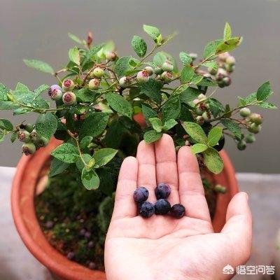罗得西亚背脊犬哪里有售:十二星座各自适合养什么宠物？性格搭配才是关键？ 罗得西亚脊背犬哪里能买到