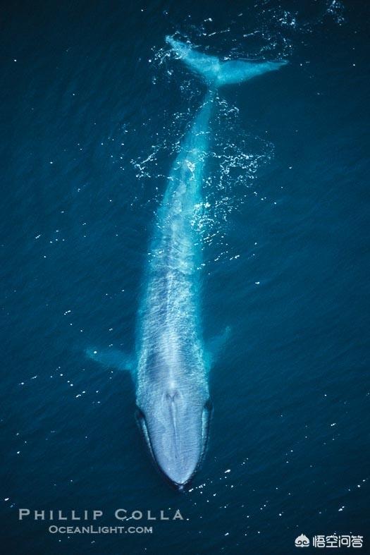 海洋中的大型生物,除了蓝鲸还有什么？