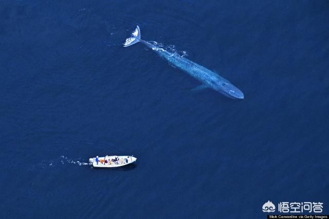 旗鱼和马林鱼是同类吗，海洋中的大型生物，除了蓝鲸还有什么