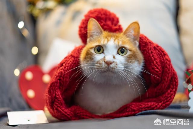准备养猫猫,但是很纠结渐层还是蓝白？金渐层是好美,就是价格太贵,怎么办？