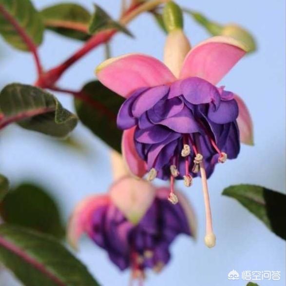 倒挂金钟图片:倒挂金钟的叶子下垂，叶尖干尖，掉叶子怎么回事？