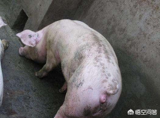 头条问答 - 猪受精20多天了,已经受孕了,为什么水门还肿?(1个回答)