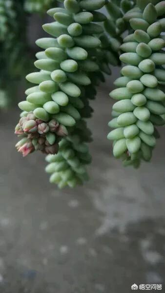 翡翠景天多肉图片:大家都发一张让你入坑多肉的美图吧？