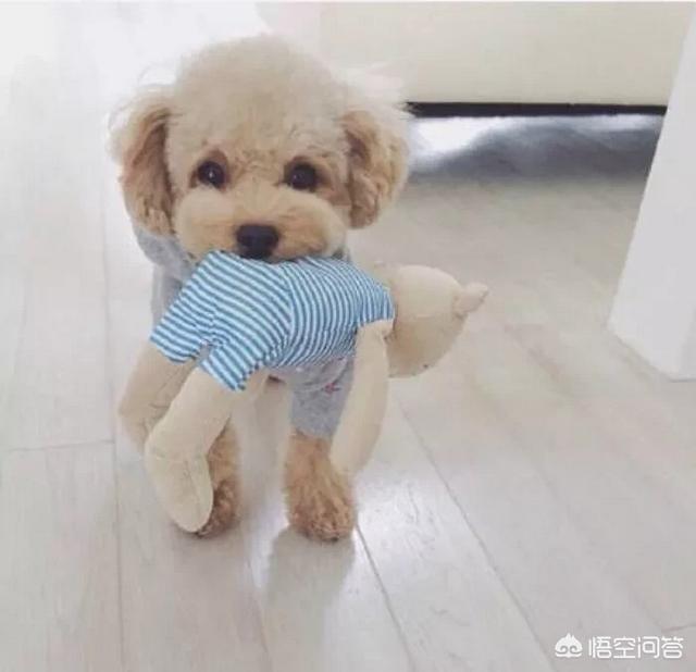 泰迪犬图片大全:图上这种泰迪狗狗不会是串的吧？平时你们是怎么训练狗狗的呢？