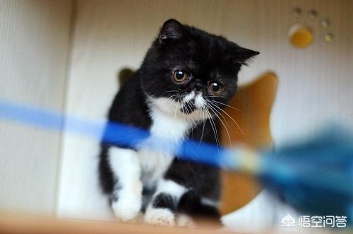 重庆 异短猫:异短感冒正常吗，异短感冒多久好？