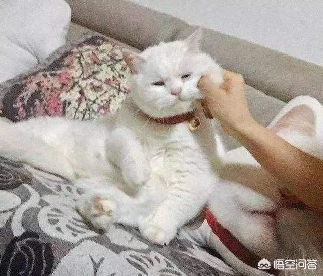打小猫打哪里:惩罚猫咪时，有哪些错误不能犯？