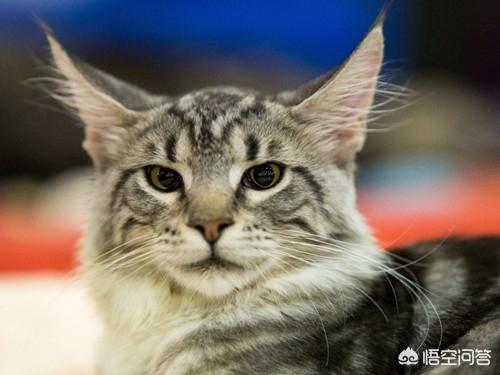 缅因猫如何喂养:缅因猫多大开始爆毛，缅因猫7个月不爆毛正常吗？ 缅因猫幼猫喂养攻略