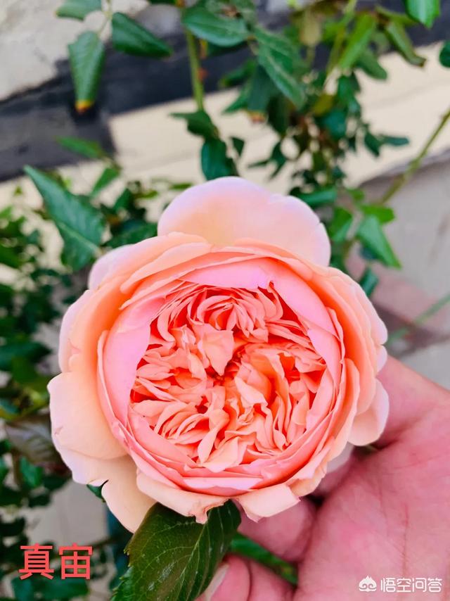 红酒杯微信唯美头像:有哪些花友必备的月季花品种可以推荐下