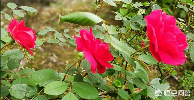 月季花栽培:牡丹、月季花的种植方法是什么？