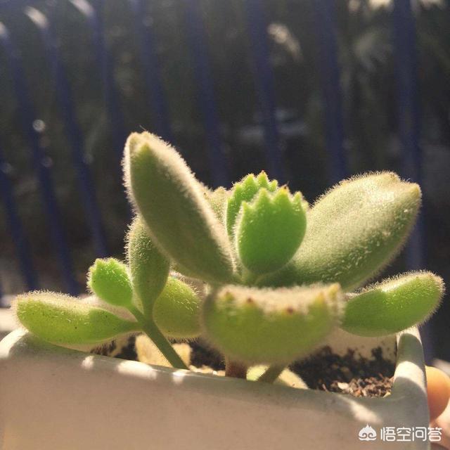 多肉熊童子好养不:为啥我的熊童子每年夏天都会死光呢？