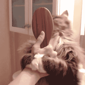 金吉拉猫图片:金吉拉毛少吃什么变多，金吉拉吃什么容易长毛？