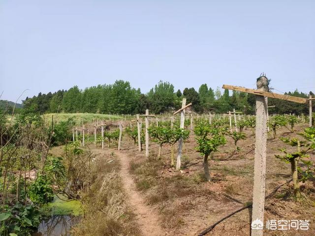 2018穷人创业项目:在农村创业，选择什么项目较好